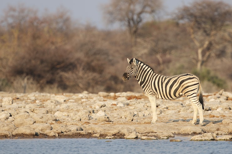 Foto grátis zebra parada na margem de um poço
