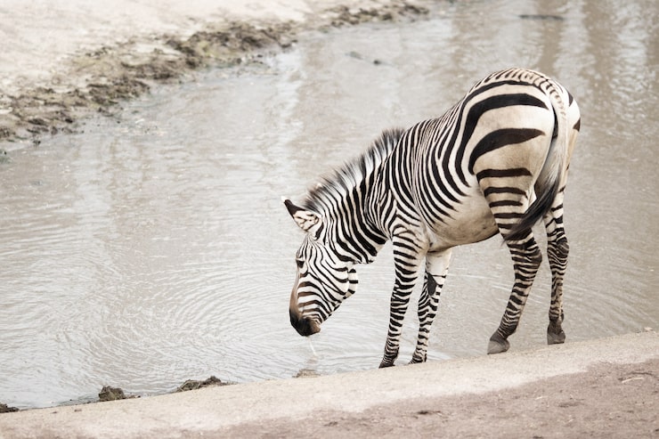 Foto grátis zebra perto de um lago sujo sob a luz do sol