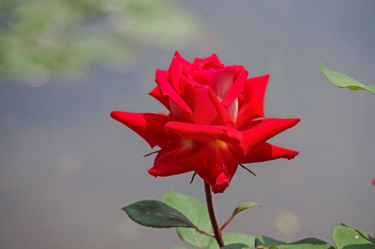 Kostenlose Foto blume mit roten blütenblättern
