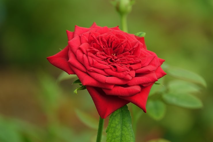 Kostenlose Foto offene rote blume mit defokussiert hintergrund