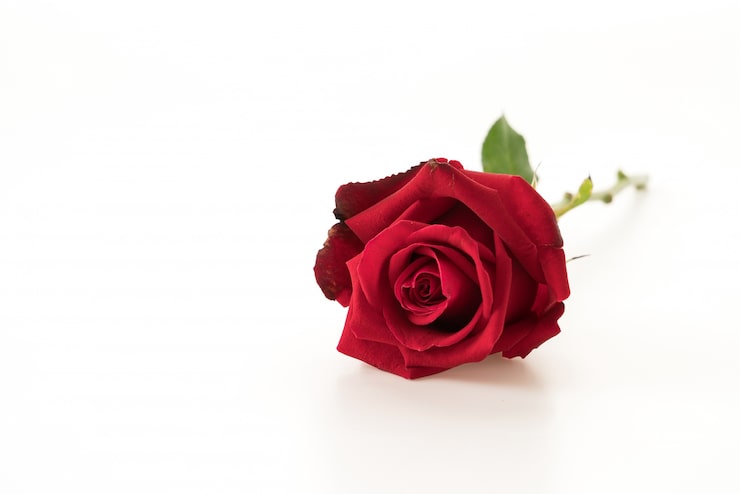 Kostenlose Foto rote rose