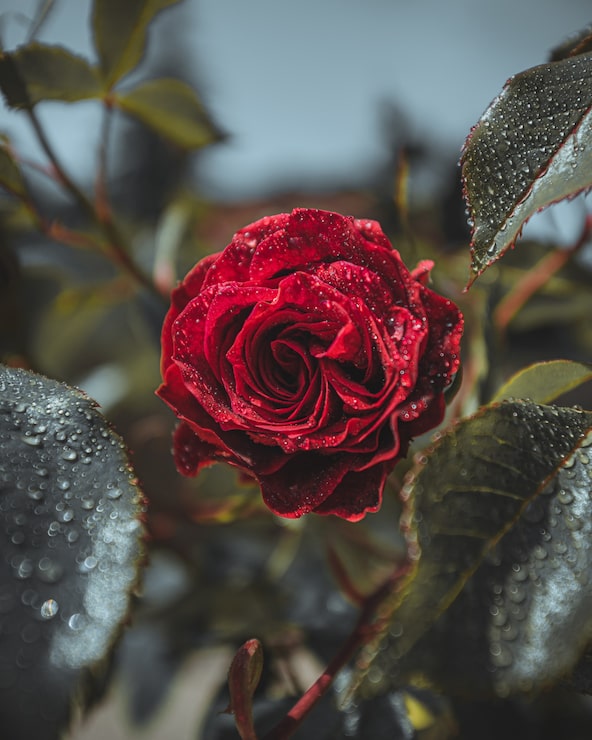 Kostenlose Foto rote rosenblüte mit wassertropfen