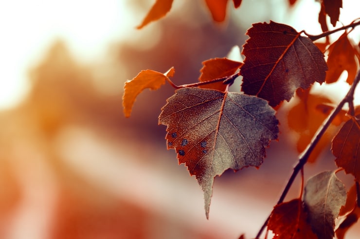 Kostenlose Foto schöne herbst blätter auf herbst red background sunny daylight horizontal