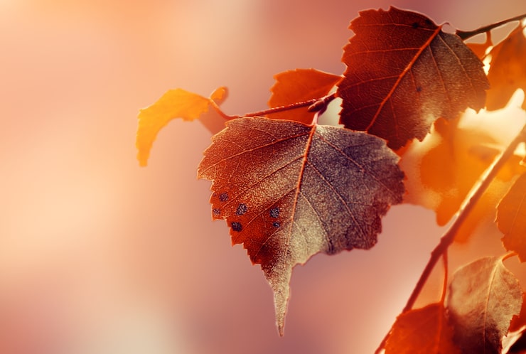 Kostenlose Foto schöne herbst blätter auf herbst red background sunny daylight horizontal