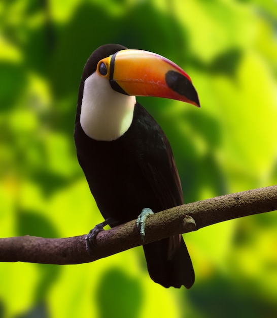 Kostenlose Foto toco tukan (ramphastos toco)