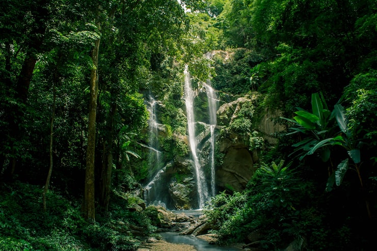Foto cachoeira na floresta