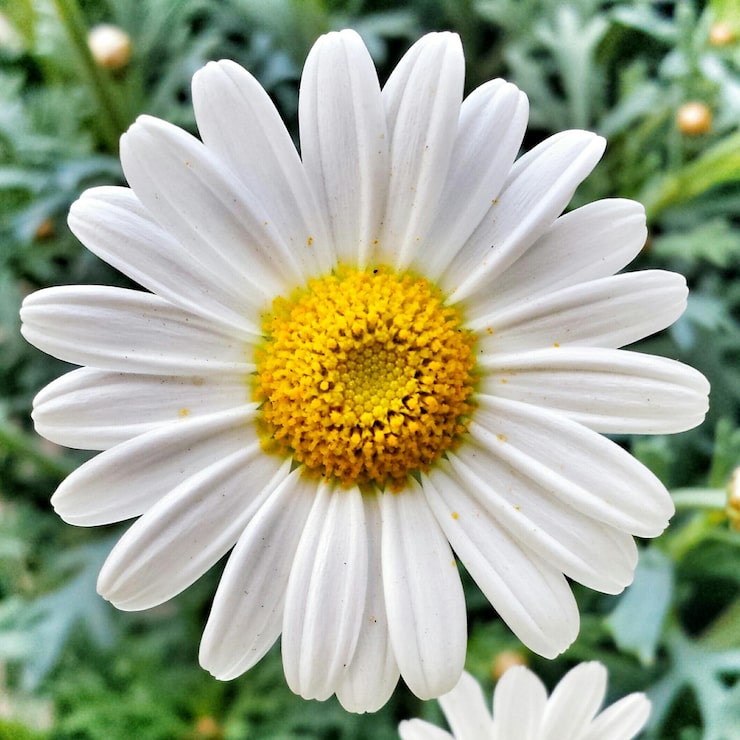 Foto close-up de uma margarida