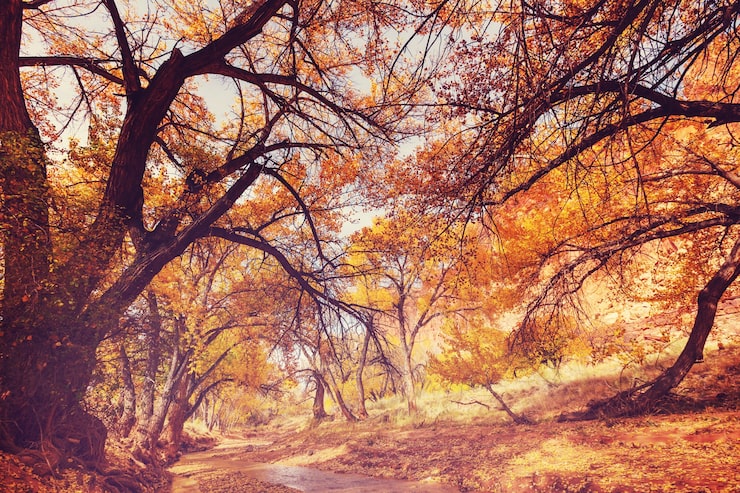 Foto der waldbach im herbst