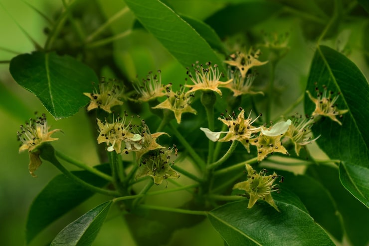 Foto flores de pêra de jardim com pétalas recentemente caídas