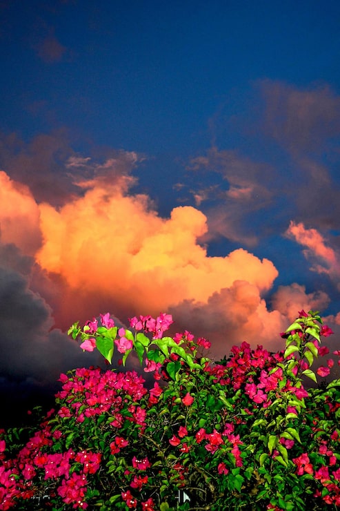 Foto flores rosadas floreciendo en el árbol