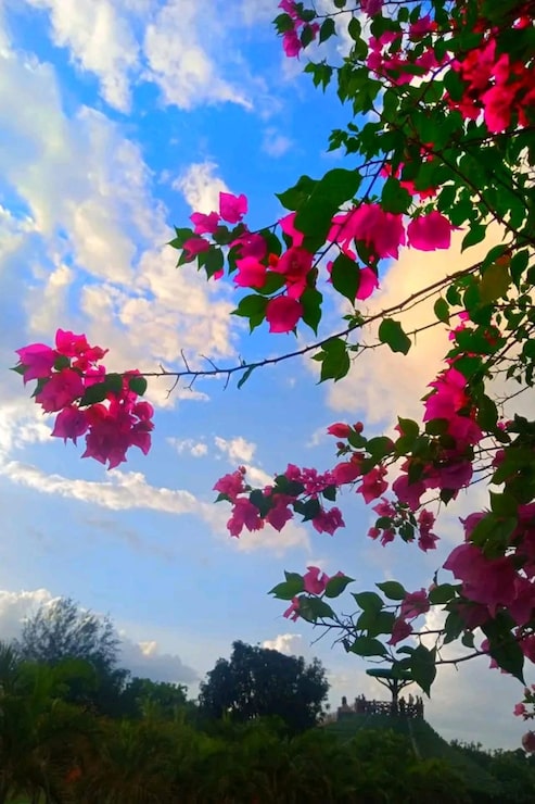 Foto hermosa flor y cielo
