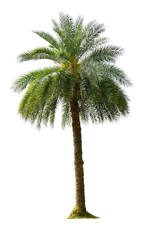 Foto una palmera aislada sobre un fondo blanco