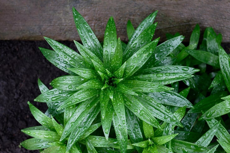 Foto planta deixa macro com gotas de chuva