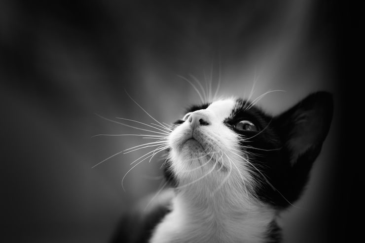 Foto primer plano del gato mirando hacia otro lado