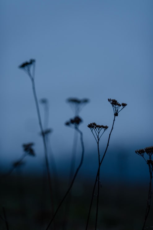Foto primer plano de las plantas contra el cielo