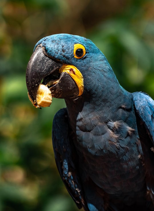 Foto retrato de arara-azul