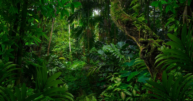 Foto selvas tropicais do sudeste da ásia