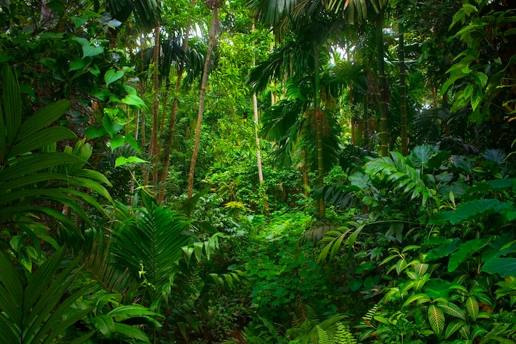 Foto selvas tropicais do sudeste da ásia