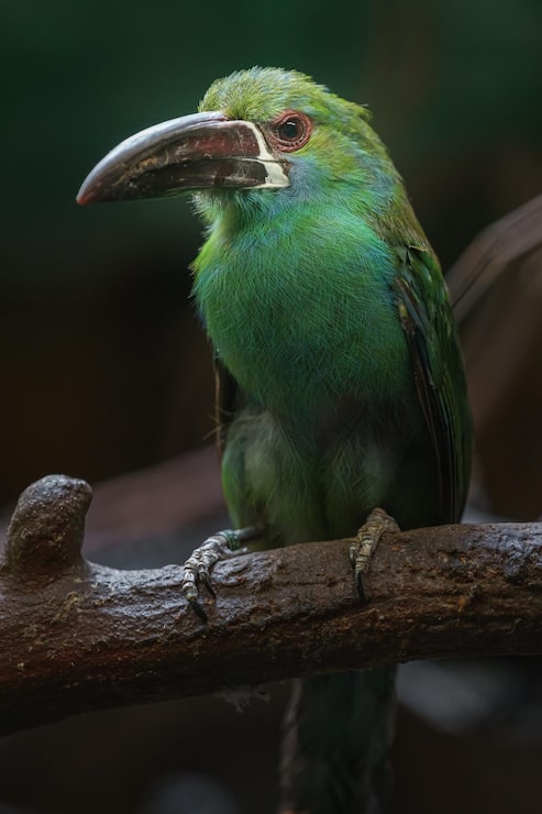 Foto tucancito rabadilla carmesí