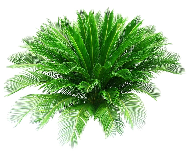 Foto uma árvore verde com fundo branco com fundo branco