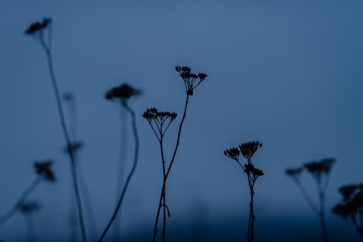 Foto vista de bajo ángulo de la planta contra el cielo azul