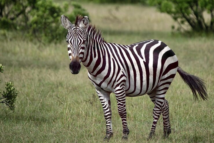 Foto zebra das planícies na savana