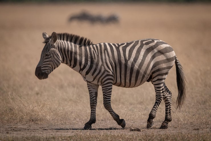 Foto zebra de pé no campo