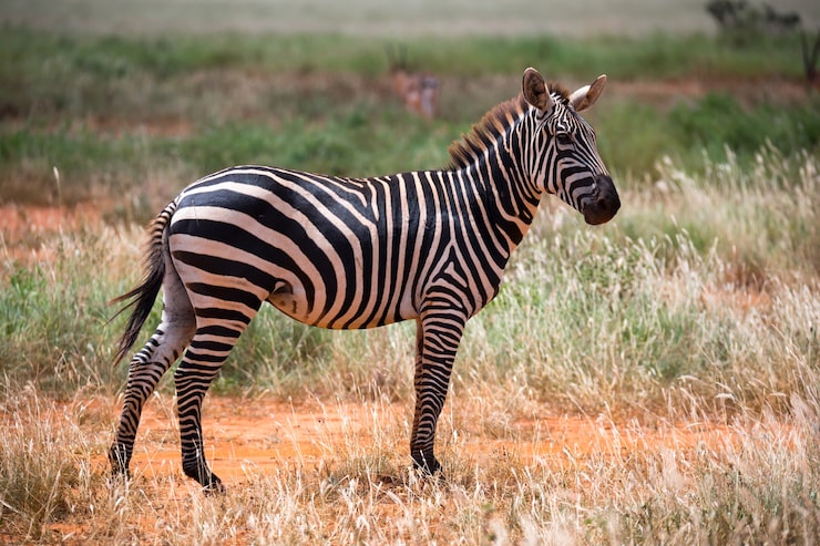Foto zebra na grama da savana