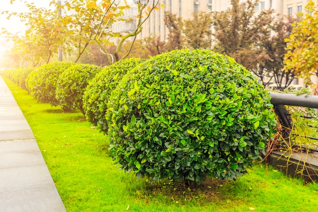 मुफ़्त फोटो सुंदर पार्क