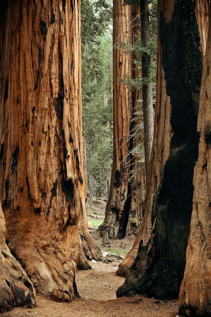 ฟรี Photo ภาพโคลสอัพของต้นไม้ขนาดยักษ์ในอุทยานแห่งชาติ sequoia