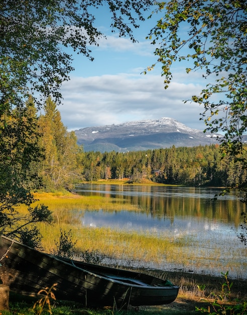 Бесплатный Фотография вертикальный снимок деревьев, отражающихся на воде