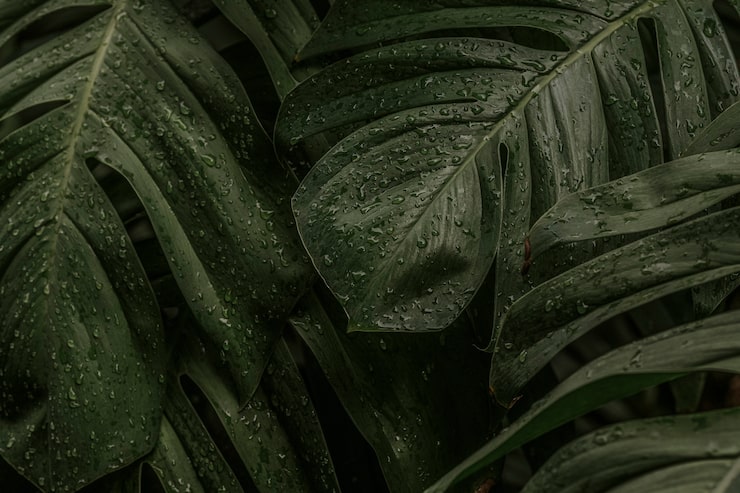 Влажные листья растения Monstera deliciosa в саду