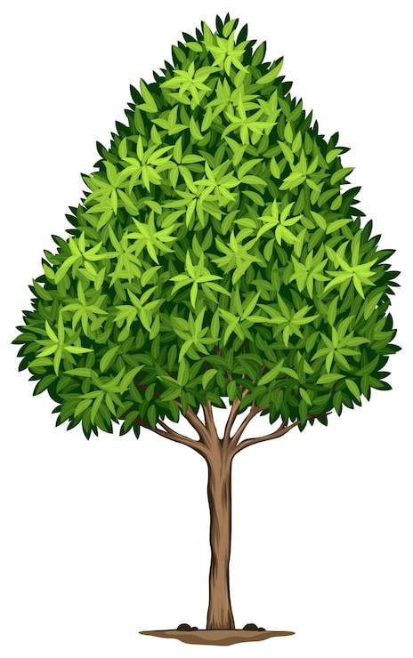 免費 Vector 伊拉科帕斯 (aeocarpus decipiens) 的植物