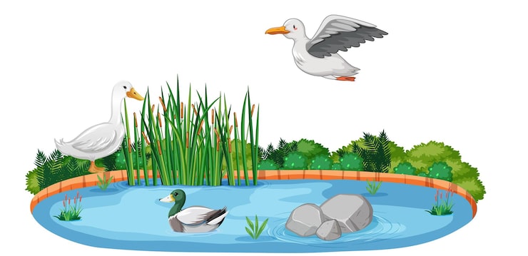 無料Vector アヒルと鳥がいる孤立した自然の池