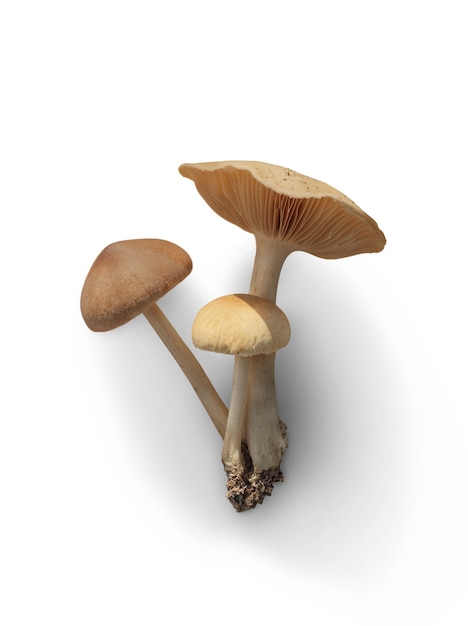Kostenlose PSD getrennter pilz