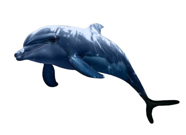Kostenlose PSD isolierte figur von delfin