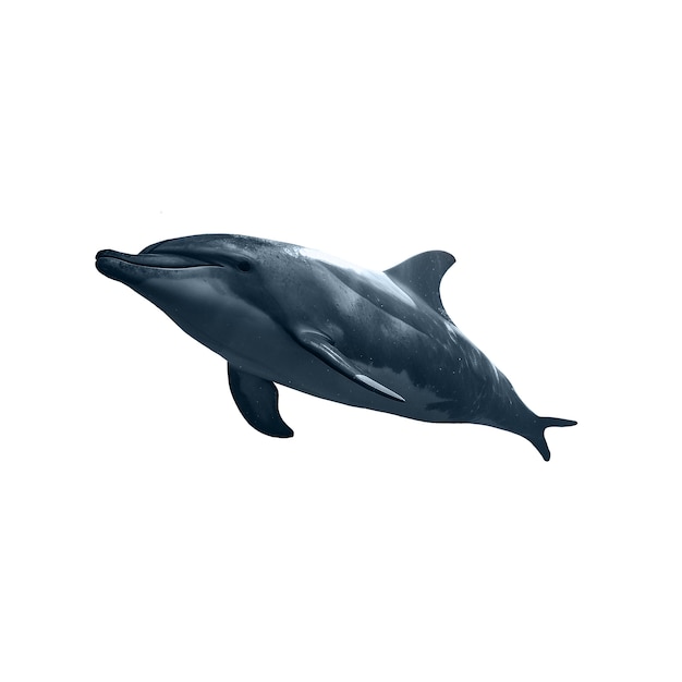 Kostenlose PSD isolierte figur von delfin