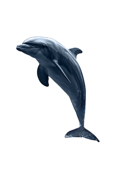 Kostenlose PSD isolierte figur von delfin