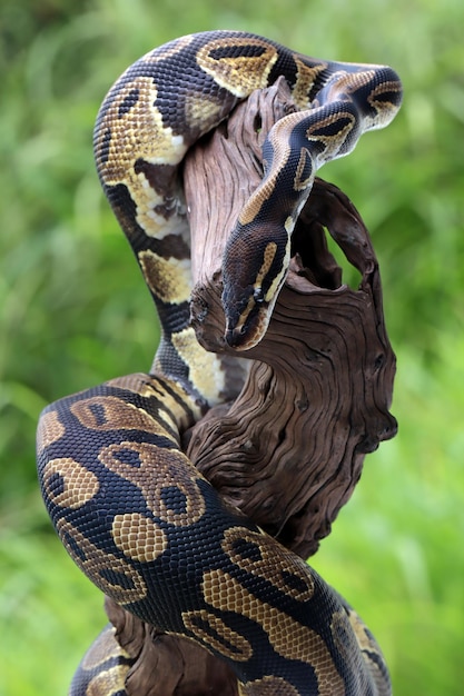 Gratis Foto ball python slange nærbilde hode ball python slange nærbilde på tre