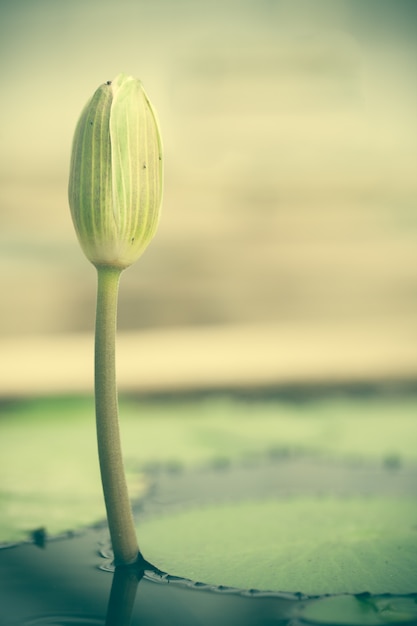 Gratis Foto blomst