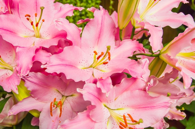 Gratis Foto blomst