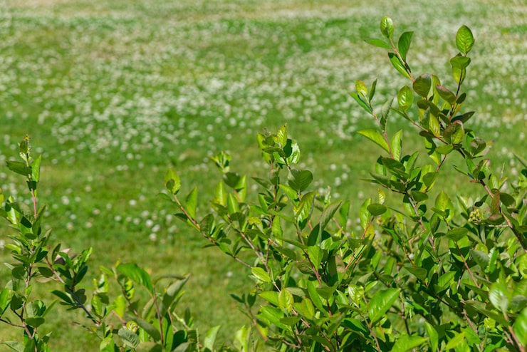 Gratis Foto et felt med grønt gress med et felt med hvite blomster og et felt med hvite blomster
