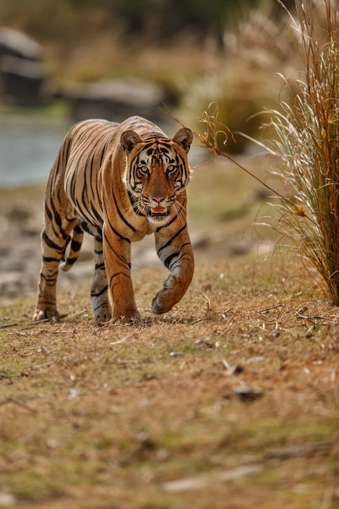 Gratis Foto fantastisk bengalsk tiger i naturen