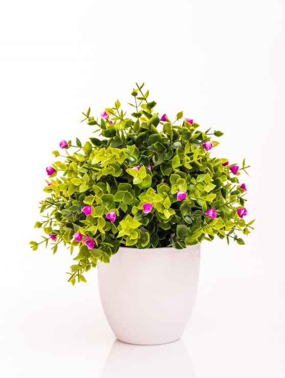 Gratis Foto farge blomster i hvit potte isolert på hvitt