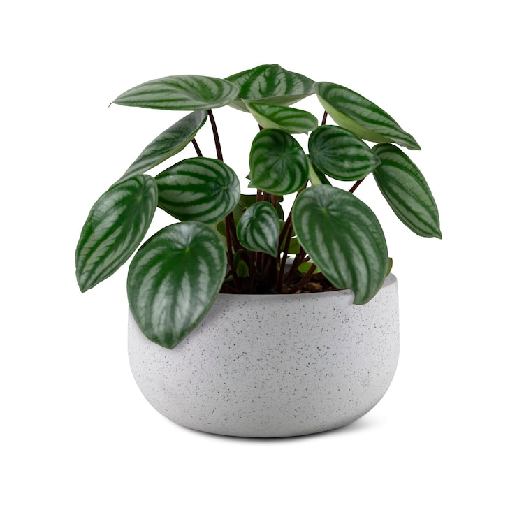 Gratis Foto faux vannmelon peperomia-plante i en grå potte