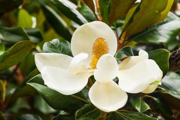 Gratis Foto ficus-plante
