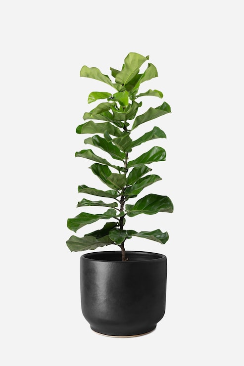 Gratis Foto fiddle leaf fig plante i en potte