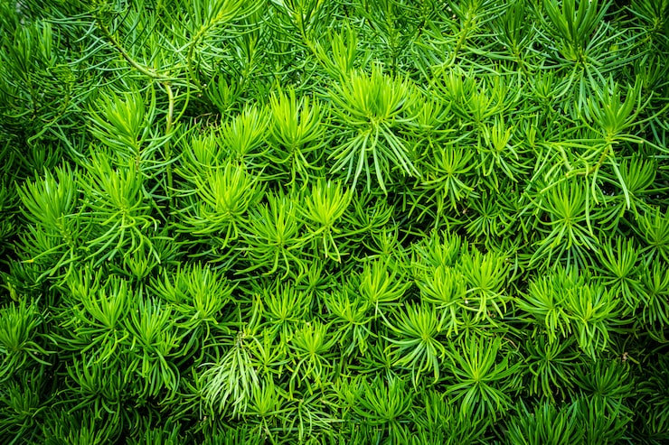 Gratis Foto grønn plante tre og bladmønstre og overflate