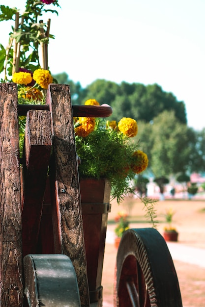 Gratis Foto gul blomst