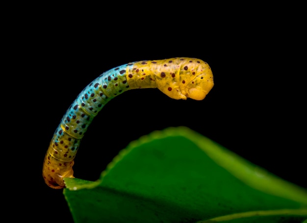 Gratis Foto larve